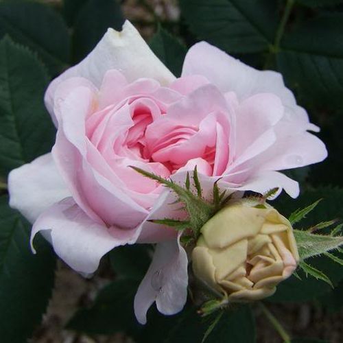 Rosa New Maiden Blush - rózsaszín - Angolrózsa virágú- magastörzsű rózsafa- bokros koronaforma